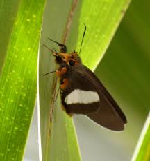 Image result for Sphedamnocarpus pruriens