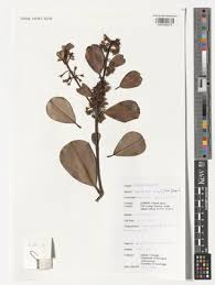 Image result for Manilkara obovata