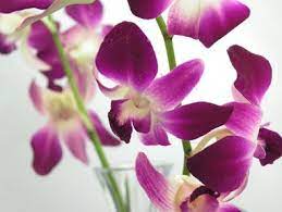 Pin By Nicole Graham On Fleur Dendrobium Orchids Purple Orchids Wedding Bouquets Purple Orchids