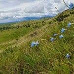 Image result for Delphinium leroyi