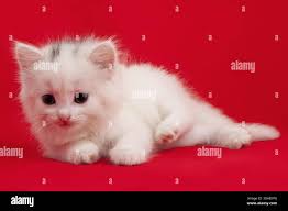 Red tabby white hi-res stock photography and images