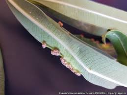 Image result for pseudomonas savastanoi pv nerii oleander symptoms