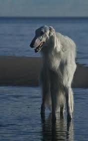 Borzoi A Greyhound With Long Hair Lovely Dogs And Puppies Beautiful Dog Breeds Pet Dogs
