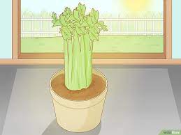 How To Grow Celery From A Stalk 9 Steps With Pictures Wikihow Growing Celery Celery Plant Regrow Celery