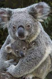 Animal Moms And Their Babies By Photographer Suzy Eszterhas Cute Animals Mother And Baby Animals Koala Bear