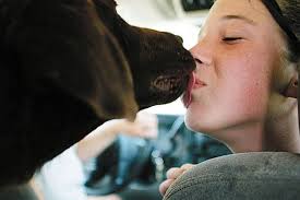 Dog, missing for six months, found by family