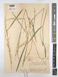 Image result for Trisetopsis