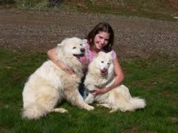 Check spelling or type a new query. Samoyed Puppies In Washington