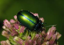 Image result for Chrysochloa