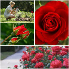 Rote Rosen Als Aromatische Und Bezaubernde Gartenpflanzen Pflegen Rosen Pflanzen Pflanzen Gartenpflanzen