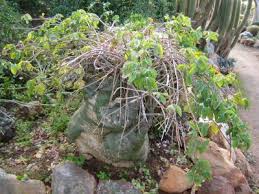 Image result for Adenia fruticosa