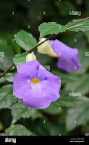 Image result for Thunbergia battiscombei