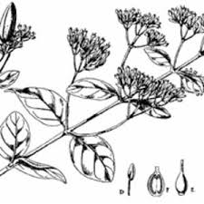 Image result for Usteria