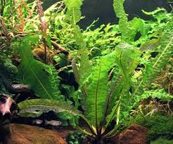 Image result for Aponogeton rehmannii
