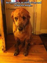 Funny Picture Today Dog Guilty Face Adorable Cute Animals Cute Animal Pictures Funny Animal Pictures