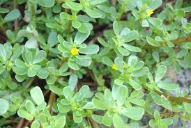 Check spelling or type a new query. Omega 3 Plant O Portulaca Produzione E Vendita Online Piante Aromatiche Biologiche Geel Floricoltura