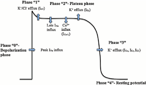 Hyperkalemia An Overview For Pharmacists Tl Dr Pharmacy Hyperkalemia Pharmacist Organic Chemistry