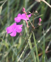 Image result for Cycnium