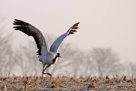 Dort finden sie nahrung und lebensraum, sie müssen keinen frostigen winter überstehen. Die Haufigsten Zugvogel Lbv Gemeinsam Bayerns Natur Schutzen