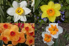Narcissus Heres A Few Different Color Options I Found Instead Of White December Birth Flower December Birth Flower Daffodils Birth Flowers