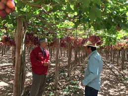 Stream tracks and playlists from patricio araya on your desktop or mobile device. Seremi De Agricultura Atacama Patricio Araya Vargas Pti Uva De Mesa Nos Permite Obtener Una Radiografia De La Industria En La Region Agente Operador