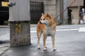 A standard male dog is commonly known as a dog. in technical terms, this implies that the dog hasn't fathered any young, nor has it been used for breeding. North Koreans Forced To Give Up Pet Dogs To Supply Restaurants