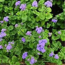 Image result for Ageratum