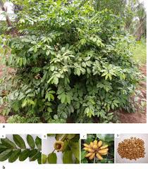 Image result for Uvaria tanzaniae