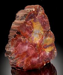 404 Not Found 1 Petrified Wood Minerals Fossils