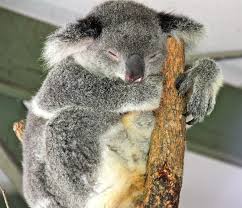 Koala Photograph From Brisbane Australia Koala Lone Pine Koala Sanctuary Australian Native Animals