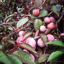 Oval medium sized fruits ripening dark purple. My Favorite Things Purple Leaf Plums