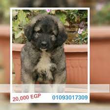 مصر الجيزة caucasian puppies for sale males and females age 45 days جراوى كوكيچن للبيع العمر ٤٥يوم pet4sell dogs animals