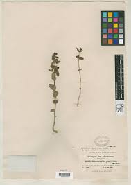 Image result for Alectra vogelii