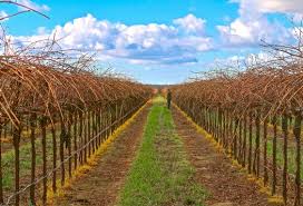 Image result for pruning grapes on a pergola