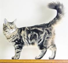 Those that do make it, either join an existing colony or form one on their own, and can go on to breed and learn how to hunt and scavenge. Popular Cat Breeds