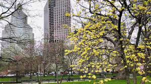 Butterflies magnolia is a deciduous tree with a distinctive and polished pyramidal type. Spring Time Magnolia Butterflies Enjoying The Onset Of Spring Youtube