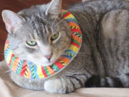 Birds Be Safe Collar Here S A Well Dressed Feline Our Own Emmy Showing Off Our Fancy Striped Collar Cover Birdsbesafe S Invention That Protects Songbirds Cat Collars Cats Feline