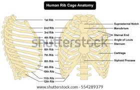 Anatomy of the human rib cage. Shutterstock Puzzlepix