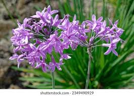 Image result for Tulbaghia fragrans