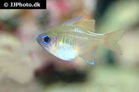 Image result for Cyanotis sp. aff. C. lapidosa