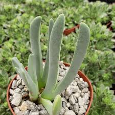 Image result for Craspedorhachis