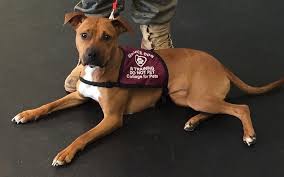 Check spelling or type a new query. Can I Train My Own Service Dog College For Pets 603 369 4738