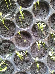 Manfaat daun ketumbar sebagai tanaman obat hasbi htc. Tanamsendiri Com Grow Your Own Petua Menyemai Parsley Dan Daun Sup