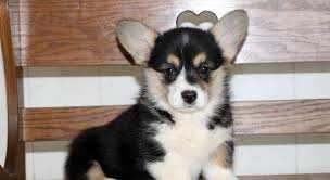Find corgi in dogs & puppies for rehoming | find dogs and puppies locally for sale or adoption in canada : Palmyra Pa Pembroke Welsh Corgi Meet Sandy A Puppy For Adoption Choosing Dog Breeds Based On Your Lifestyle Is Corgi Adoption Puppy Adoption Pembroke Welsh