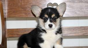 Check spelling or type a new query. Palmyra Pa Pembroke Welsh Corgi Meet Sandy A Puppy For Adoption Choosing Dog Breeds Based On Your Lifesty Corgi Adoption Puppy Adoption Welsh Corgi Puppies