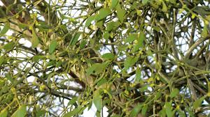 Image result for Viscum cylindricum
