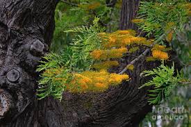 Image result for Grevillea robusta