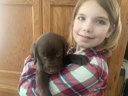 Pine Grove Retrievers