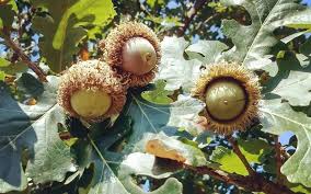 Monterrey oaks are also known as mexican white oaks. 19 Different Types Of Oak Trees With Photos For Identification