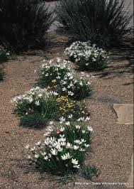 Image result for Zephyranthes candida